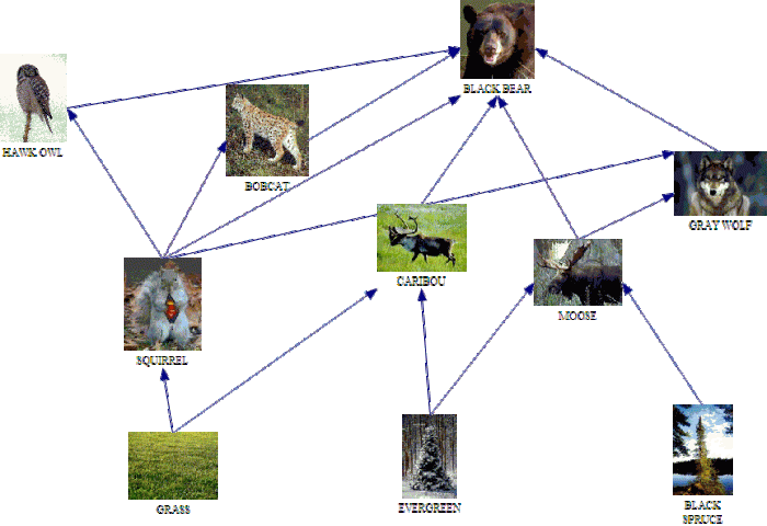 Food web taiga chain biome forest coniferous diagram