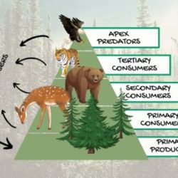 Food chains in the taiga biome