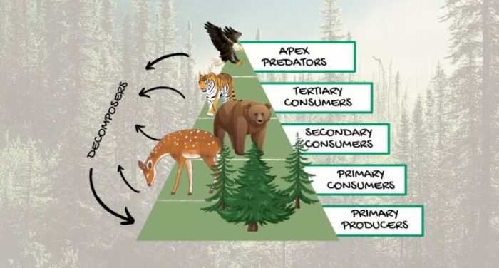 Food chains in the taiga biome