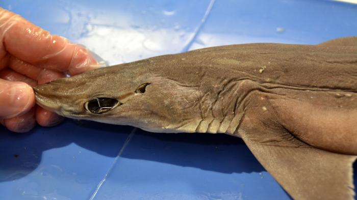 External anatomy of a dogfish shark