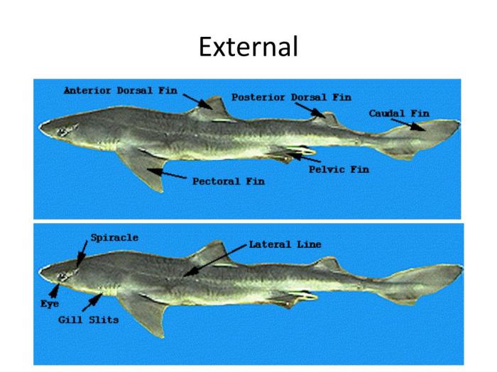 Dogfish shark dissection