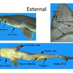 External anatomy of a dogfish shark