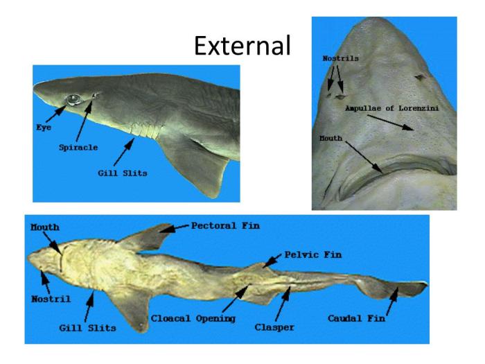 External anatomy of a dogfish shark