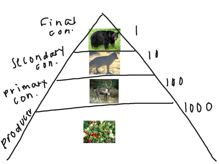 Food chains in the taiga biome