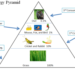 Food chains food webs and energy pyramid worksheet