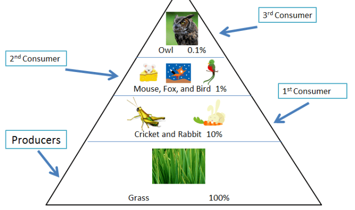 Food chains food webs and energy pyramid worksheet