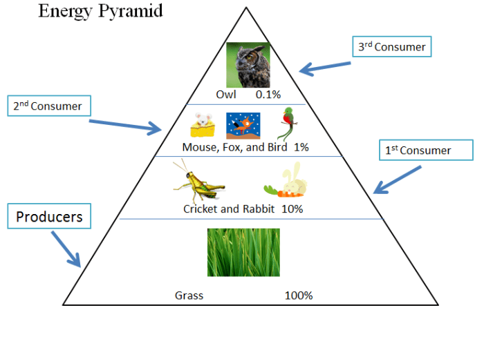 Food chains food webs and energy pyramid worksheet