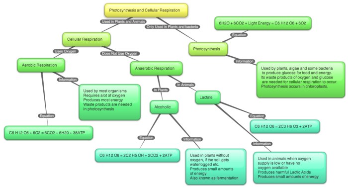 Concept map on photosynthesis and respiration