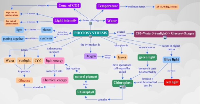 Photosynthesis respiration cellular map concept versus tuning car