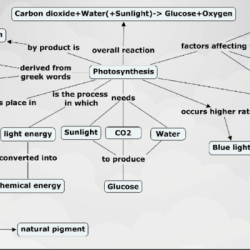 Concept map on photosynthesis and respiration