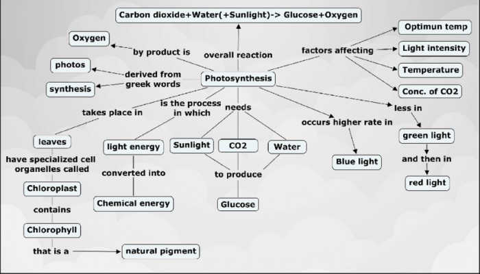 Concept map on photosynthesis and respiration