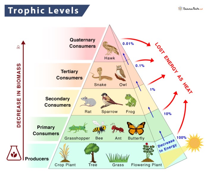 Food chain web activities homeschool pyramid energy homeschoolden biology learn