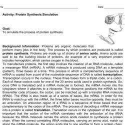 Protein synthesis escape room answer key pdf