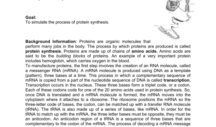 Protein synthesis escape room answer key pdf