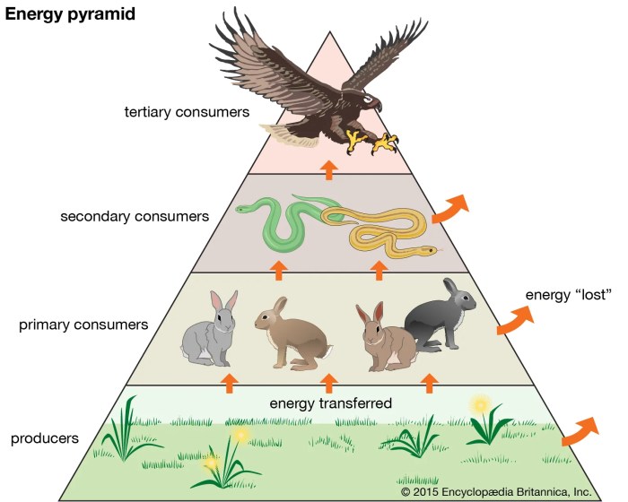 Food chains food webs and energy pyramid worksheet