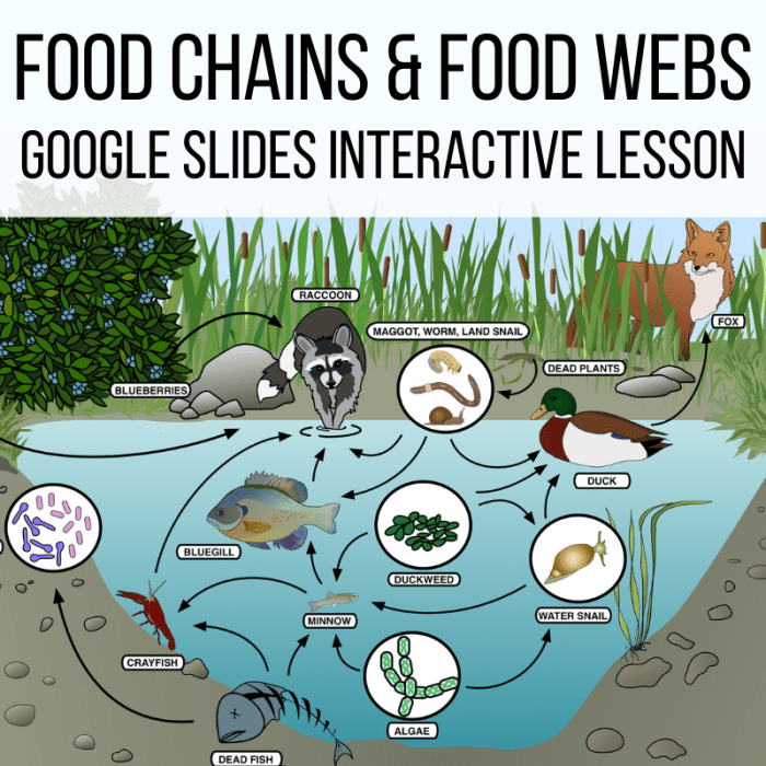 Food chains food webs and energy pyramid worksheet