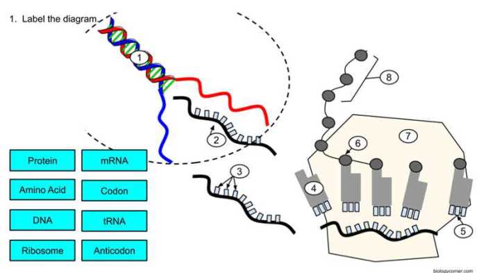 Protein synthesis escape room answer key pdf