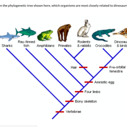 Phylogenetic tree practice worksheet with answers