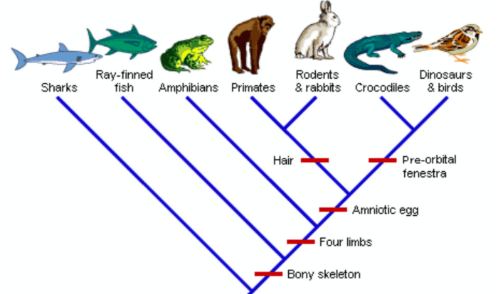 Phylogenetic tree practice worksheet with answers