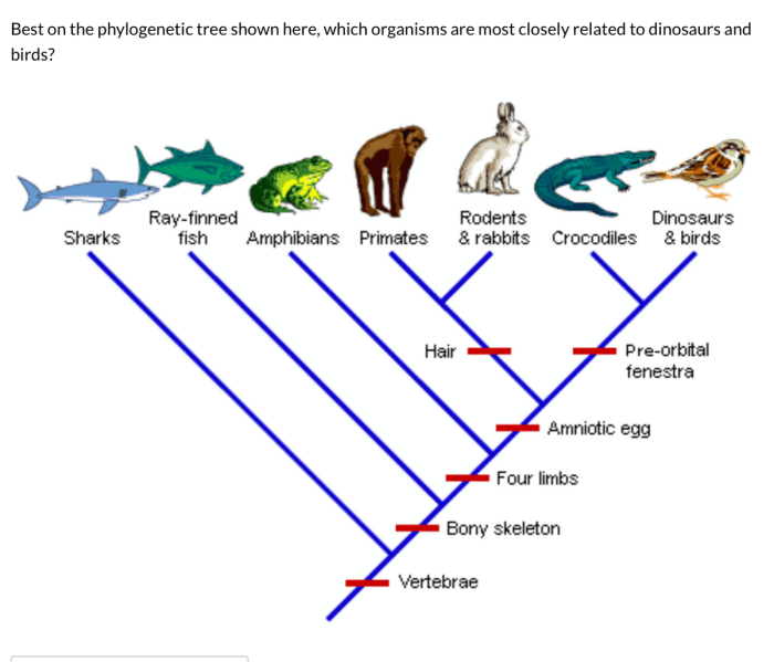 Phylogenetic tree practice worksheet with answers